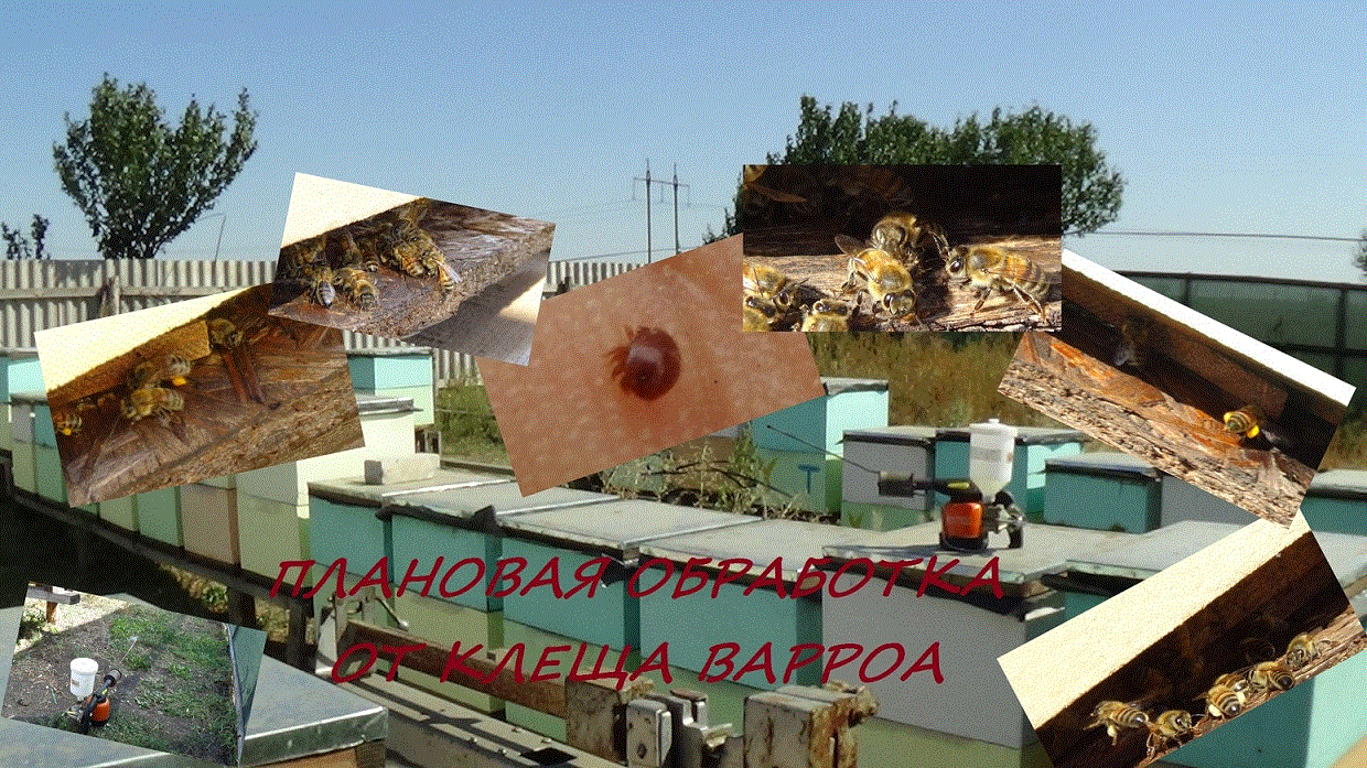 Болезни и Вредители