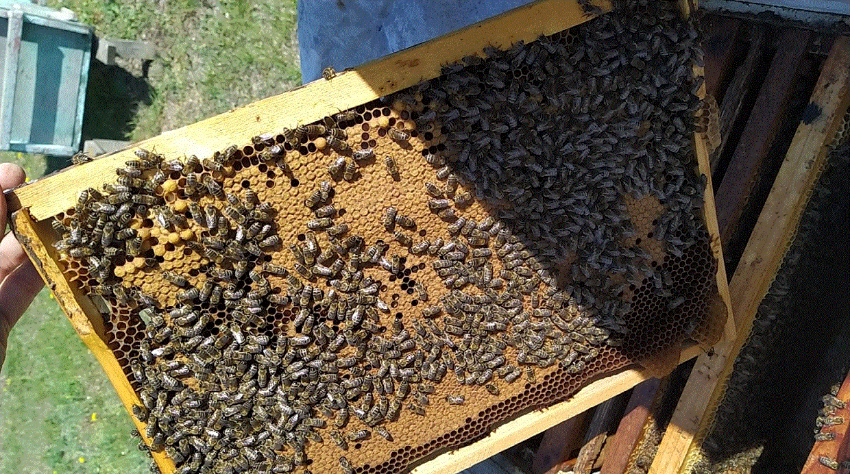 Методы Пчеловодства