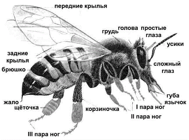 Основа Бджільництва
