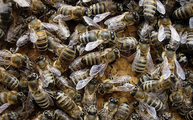 Породы и Гибриды